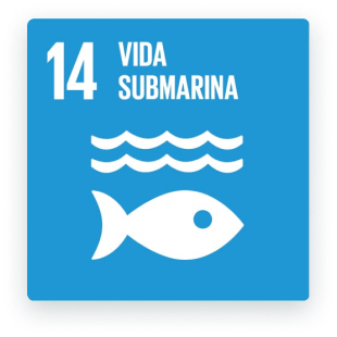 14 - Vida Submarina